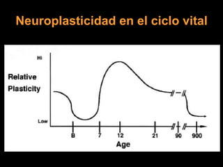 Neuroplasticidad en el ciclo vital 