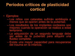 Períodos críticos de plasticidad cortical Ejemplos: Los niños con cataratas sufrirán ambliopía a menos que se operen antes de la pubertad. Los resultados de los implantes cocleares son mejores cuando la operación se realiza a edad temprana. La adquisición de un segundo lenguaje debe ser antes de la pubertad para adquirir una fluidez completa. Existe una mayor capacidad para recuperarse del trauma en la infancia. 