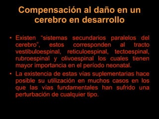 Compensación al daño en un cerebro en desarrollo Existen “sistemas secundarios paralelos del cerebro”, estos corresponden al tracto vestibuloespinal, reticuloespinal, tectoespinal, rubroespinal y olivoespinal los cuales tienen mayor importancia en el período neonatal. La existencia de estas vías suplementarias hace posible su utilización en muchos casos en los que las vías fundamentales han sufrido una perturbación de cualquier tipo. 