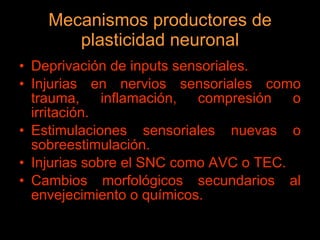 Mecanismos productores de plasticidad neuronal Deprivación de inputs sensoriales. Injurias en nervios sensoriales como trauma, inflamación, compresión o irritación. Estimulaciones sensoriales nuevas o sobreestimulación. Injurias sobre el SNC como AVC o TEC. Cambios morfológicos secundarios al envejecimiento o químicos. 