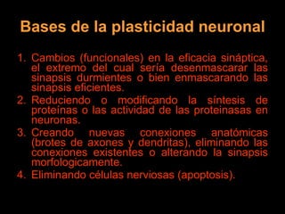 Bases de la plasticidad neuronal Cambios (funcionales) en la eficacia sináptica, el extremo del cual sería desenmascarar las sinapsis durmientes o bien enmascarando las sinapsis eficientes.  Reduciendo o modificando la síntesis de proteínas o las actividad de las proteinasas en neuronas. Creando nuevas conexiones anatómicas (brotes de axones y dendritas), eliminando las conexiones existentes o alterando la sinapsis morfologicamente.  Eliminando células nerviosas (apoptosis). 
