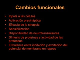 Cambios funcionales Inputs a las células Activación presináptica Eficacia de la sinapsis Sensibilización Disponibilidad de neurotransmisores Síntesis de proteínas y actividad de las proteasas El balance entre inhibición y excitación del potencial de membrana en reposo 