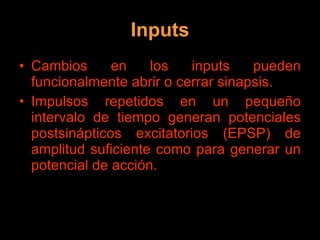 Inputs Cambios en los inputs pueden funcionalmente abrir o cerrar sinapsis. Impulsos repetidos en un pequeño intervalo de tiempo generan potenciales postsinápticos excitatorios (EPSP) de amplitud suficiente como para generar un potencial de acción. 