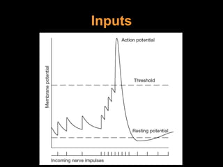 Inputs 