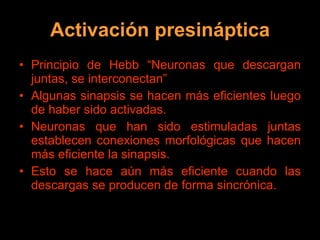 Activación presináptica Principio de Hebb “Neuronas que descargan juntas, se interconectan” Algunas sinapsis se hacen más eficientes luego de haber sido activadas.  Neuronas que han sido estimuladas juntas establecen conexiones morfológicas que hacen más eficiente la sinapsis. Esto se hace aún más eficiente cuando las descargas se producen de forma sincrónica. 
