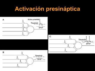 Activación presináptica 