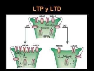 LTP y LTD 