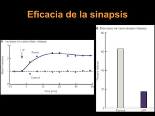 Eficacia de la sinapsis 
