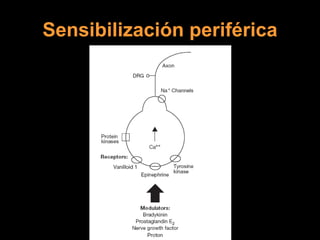 Sensibilización periférica 