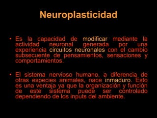 Neuroplasticidad Es la capacidad de  modificar  mediante la actividad neuronal generada por una experiencia  circuitos neuronales  con el cambio subsecuente de pensamientos, sensaciones y comportamientos. El sistema nervioso humano, a diferencia de otras especies animales, nace  inmaduro . Esto es una ventaja ya que la organización y función de este sistema puede ser controlado dependiendo de los inputs del ambiente. 
