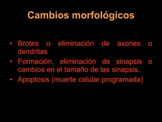 Cambios morfológicos Brotes o eliminación de axones o dendritas Formación, eliminación de sinapsis o cambios en el tamaño de las sinapsis. Apoptosis (muerte celular programada) 