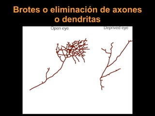 Brotes o eliminación de axones o dendritas 