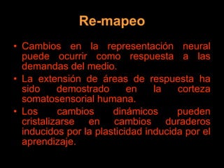 Re-mapeo Cambios en la representación neural puede ocurrir como respuesta a las demandas del medio. La extensión de áreas de respuesta ha sido demostrado en la corteza somatosensorial humana. Los cambios dinámicos pueden cristalizarse en cambios duraderos inducidos por la plasticidad inducida por el aprendizaje. 