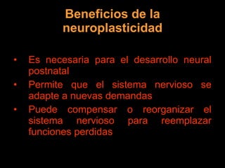 Beneficios de la neuroplasticidad Es necesaria para el desarrollo neural postnatal Permite que el sistema nervioso se adapte a nuevas demandas Puede compensar o reorganizar el sistema nervioso para reemplazar funciones perdidas 