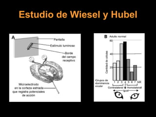 Estudio de Wiesel y Hubel 