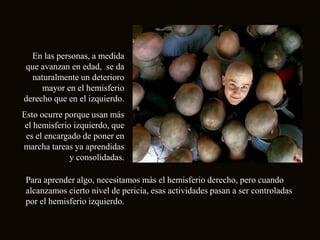 En las personas, a medida
que avanzan en edad, se da
  naturalmente un deterioro
     mayor en el hemisferio
derecho que en el izquierdo.
Esto ocurre porque usan más
 el hemisferio izquierdo, que
 es el encargado de poner en
marcha tareas ya aprendidas
              y consolidadas.

 Para aprender algo, necesitamos más el hemisferio derecho, pero cuando
 alcanzamos cierto nivel de pericia, esas actividades pasan a ser controladas
 por el hemisferio izquierdo.
 