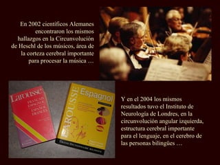En 2002 científicos Alemanes encontraron los mismos hallazgos en la Circunvolución de Heschl de los músicos, área de la corteza cerebral importante para procesar la música … Y en el 2004 los mismos resultados tuvo el Instituto de Neurología de Londres, en la circunvolución angular izquierda, estructura cerebral importante para el lenguaje, en el cerebro de las personas bilingües …  