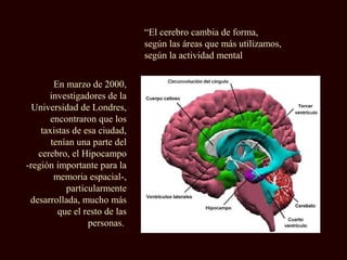 En marzo de 2000,
investigadores de la
Universidad de Londres,
encontraron que los
taxistas de esa ciudad,
tenían una parte del
cerebro, el Hipocampo
-región importante para la
memoria espacial-,
particularmente
desarrollada, mucho más
que el resto de las
personas.
“El cerebro cambia de forma,
según las áreas que más utilizamos,
según la actividad mental
 
