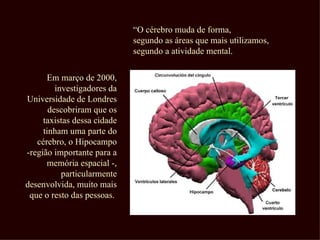 “O cérebro muda de forma,
                             segundo as áreas que mais utilizamos,
                             segundo a atividade mental.


      Em março de 2000,
         investigadores da
Universidade de Londres
       descobriram que os
     taxistas dessa cidade
     tinham uma parte do
   cérebro, o Hipocampo
-região importante para a
      memória espacial -,
           particularmente
desenvolvida, muito mais
 que o resto das pessoas.
 