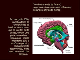 Em março de 2000, investigadores da Universidade de Londres, descobriram que os taxistas desta cidade, tinham uma parte do cérebro, o Hipocampo - região importante para a memória espacial -, particularmente desenvolvida, muito mais que o resto das pessoas .   “ O cérebro muda de forma”,  segundo as áreas que mais utilizamos, segundo a atividade mental 