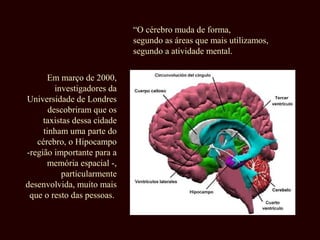 Em março de 2000,
investigadores da
Universidade de Londres
descobriram que os
taxistas dessa cidade
tinham uma parte do
cérebro, o Hipocampo
-região importante para a
memória espacial -,
particularmente
desenvolvida, muito mais
que o resto das pessoas.
“O cérebro muda de forma,
segundo as áreas que mais utilizamos,
segundo a atividade mental.
 