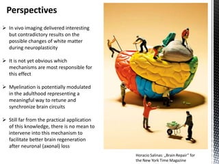 Perspectives
 In vivo imaging delivered interesting
  but contradictory results on the
  possible changes of white matter
  during neuroplasticity

 It is not yet obvious which
  mechanisms are most responsible for
  this effect

 Myelination is potentially modulated
  in the adulthood representing a
  meaningful way to retune and
  synchronize brain circuits

 Still far from the practical application
  of this knowledge, there is no mean to
  intervene into this mechanism to
  facilitate better brain regeneration
  after neuronal (axonal) loss
                                             Horacio Salinas: „Brain Repair” for
                                             the New York Time Magazine
 