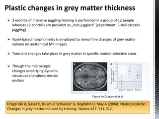 Plastic changes in grey matter thickness
 3 months of intensive juggling training is performed in a group of 12 people
  whereas 12 controls are provided as „non-jugglers” (experiment: 3-ball cascade
  juggling)

 Voxel-based morphometry is employed to reveal fine changes of grey matter
  volume on anatomical MR images

 Transient changes take place in grey matter in specific motion-selective areas


 Though the microscopic
  changes underlying dynamic
  structural alterations remain
  unclear


                                                    Figure by Draganski et al.

Draganski B, Gaser C, Busch V, Schuierer G, Bogdahn U, May A (2004): Neuroplasticity:
Changes in grey matter induced by training. Nature 427: 311-312.
 