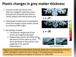 Plastic changes in grey matter thickness
 Licensed London taxi drivers with
  extensive navigation experience were
  analyzed and compared with those of
  control subjects who did not drive taxis

 Voxel-based morphometry is employed to
  reveal fine changes of grey matter volume
  on anatomical MR images

 Key findings included:
     The posterior hippocampi of taxi
       drivers were significantly larger
     Hippocampal volume correlated with
       the amount of time spent as a taxi
       driver (positively in the posterior and
       negatively in the anterior
       hippocampus)                                       Figure by Maguire et al.

Maguire EA, Gadian DG, Johnsrude IS, Good CD, Ashburner J, Frackowiak RSJ, Frith CD
(2000): Navigation-related structural change in the hippocampi of taxi drivers.
Proceedings of the National Academy of Sciences 97: 4398-4403.
 