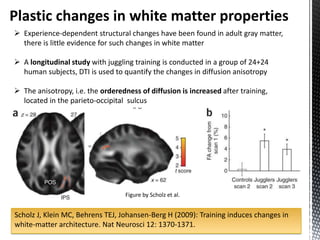 Plastic changes in white matter properties
 Experience-dependent structural changes have been found in adult gray matter,
  there is little evidence for such changes in white matter

 A longitudinal study with juggling training is conducted in a group of 24+24
  human subjects, DTI is used to quantify the changes in diffusion anisotropy

 The anisotropy, i.e. the orderedness of diffusion is increased after training,
  located in the parieto-occipital sulcus




                                   Figure by Scholz et al.


Scholz J, Klein MC, Behrens TEJ, Johansen-Berg H (2009): Training induces changes in
white-matter architecture. Nat Neurosci 12: 1370-1371.
 