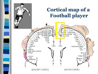 Cortical map of a
Football player
 