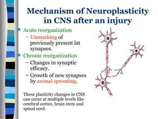 Mechanism of Neuroplasticity
in CNS after an injury
 Acute reorganization
– Unmasking of
previously present latent
synapses.
 Chronic reorganization
– Changes in synaptic
efficacy.
– Growth of new synapses
by axonal sprouting.
These plasticity changes in CNS
can occur at multiple levels like
cerebral cortex, brain stem and
spinal cord.
 