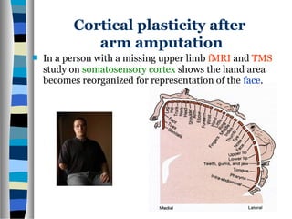Cortical plasticity after
arm amputation
 In a person with a missing upper limb fMRI and TMS
study on somatosensory cortex shows the hand area
becomes reorganized for representation of the face.
 