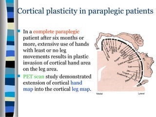 Cortical plasticity in paraplegic patients
 In a complete paraplegic
patient after six months or
more, extensive use of hands
with least or no leg
movements results in plastic
invasion of cortical hand area
on the leg area.
 PET scan study demonstrated
extension of cortical hand
map into the cortical leg map.
 