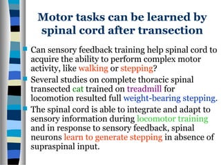Motor tasks can be learned by
spinal cord after transection
 Can sensory feedback training help spinal cord to
acquire the ability to perform complex motor
activity, like walking or stepping?
 Several studies on complete thoracic spinal
transected cat trained on treadmill for
locomotion resulted full weight-bearing stepping.
 The spinal cord is able to integrate and adapt to
sensory information during locomotor training
and in response to sensory feedback, spinal
neurons learn to generate stepping in absence of
supraspinal input.
 