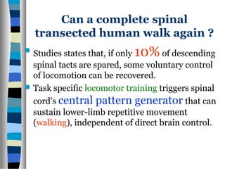 Can a complete spinal
transected human walk again ?
 Studies states that, if only 10% of descending
spinal tacts are spared, some voluntary control
of locomotion can be recovered.
 Task specific locomotor training triggers spinal
cord’s central pattern generator that can
sustain lower-limb repetitive movement
(walking), independent of direct brain control.
 