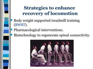 Strategies to enhance
recovery of locomotion
 Body weight supported treadmill training
(BWST).
 Pharmacological interventions.
 Biotechnology to regenerate spinal connectivity.
 