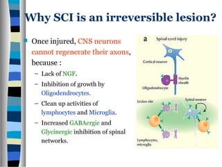Why SCI is an irreversible lesion?
 Once injured, CNS neurons
cannot regenerate their axons,
because :
– Lack of NGF.
– Inhibition of growth by
Oligodendrocytes.
– Clean up activities of
lymphocytes and Microglia.
– Increased GABAergic and
Glycinergic inhibition of spinal
networks.
 
