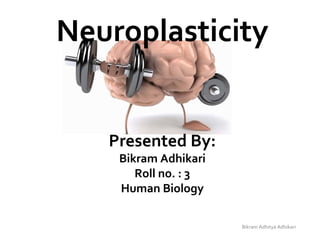 Neuroplasticity
Presented By:
Bikram Adhikari
Roll no. : 3
Human Biology
Bikram Adhitya Adhikari
 