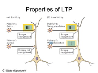 Neuroplasticity | PPT
