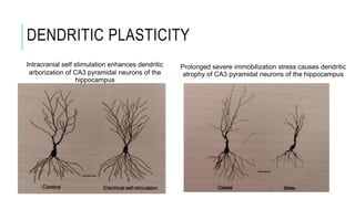 Neuroplasticity