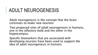 Neuroplasticity