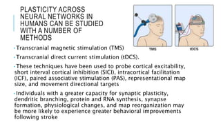 Neuroplasticity