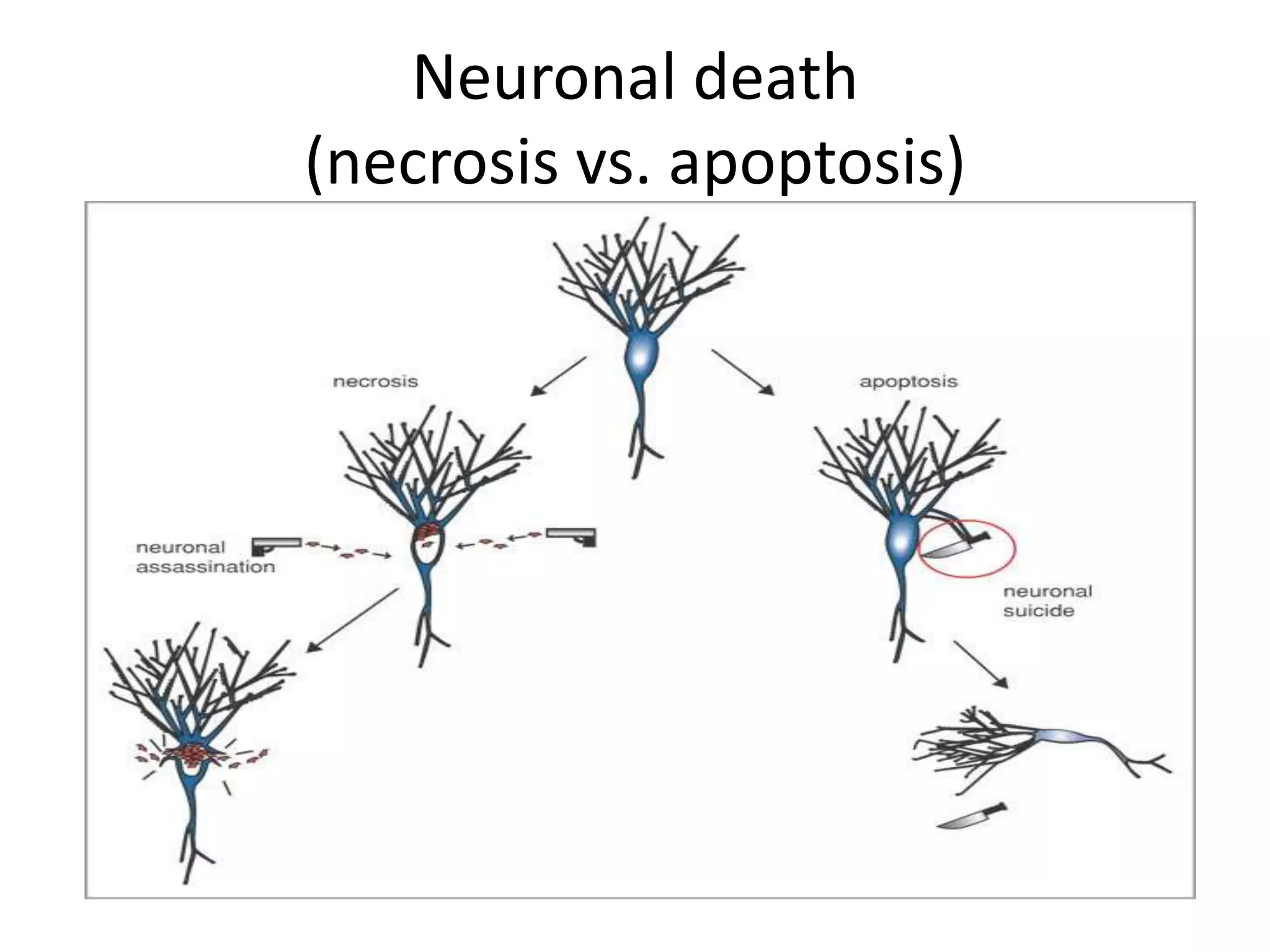 Neuronal death
(necrosis vs. apoptosis)
 