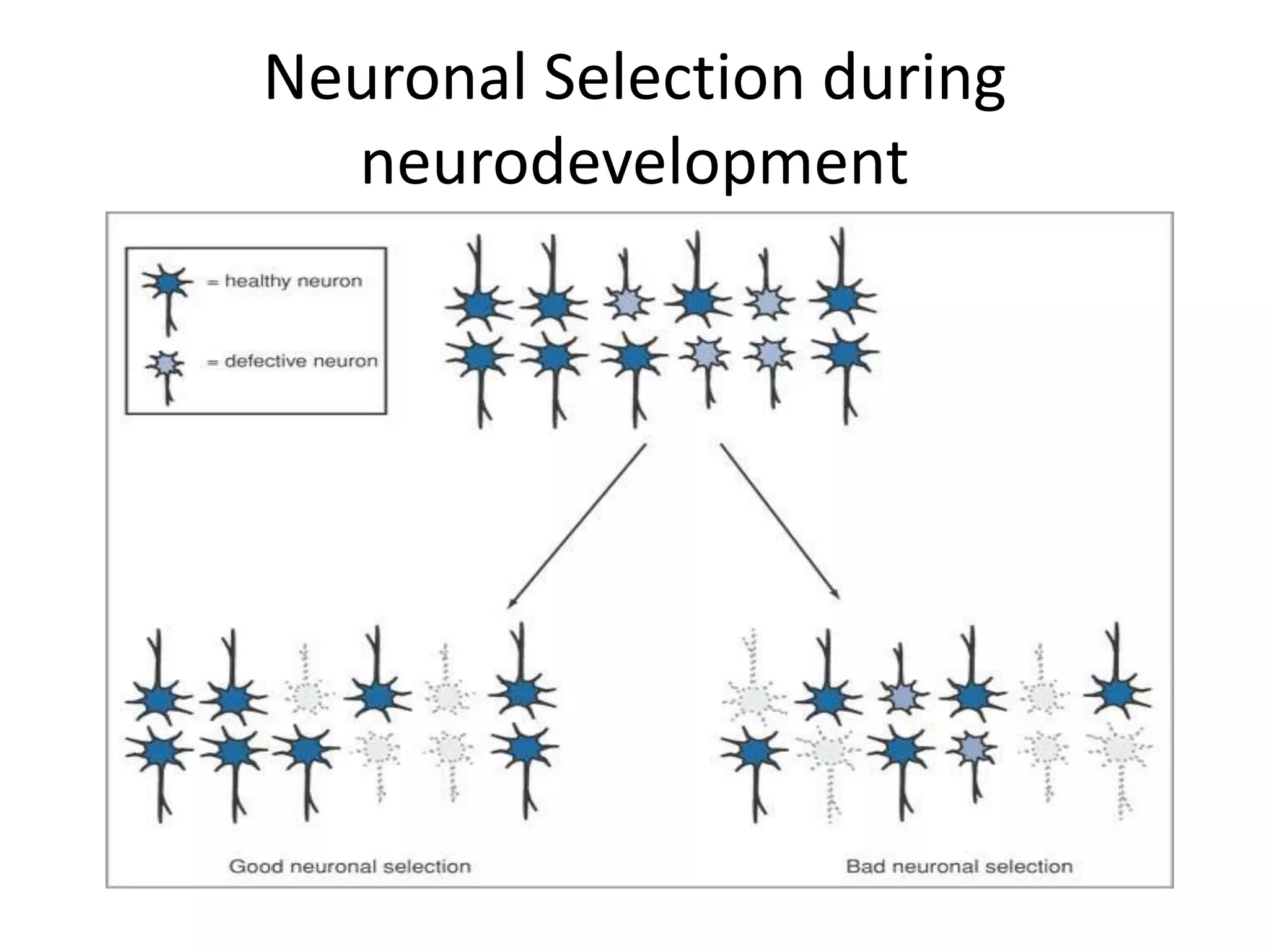 Neuronal Selection during
  neurodevelopment
 