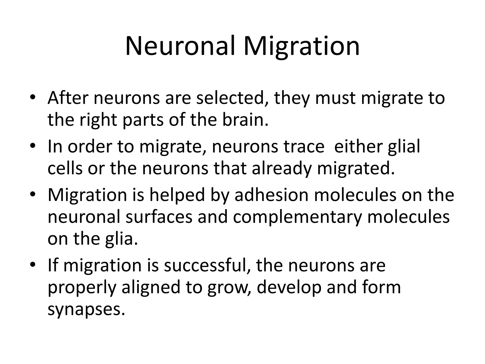 Neuronal Migration
• After neurons are selected, they must migrate to
  the right parts of the brain.
• In order to migrate, neurons trace either glial
  cells or the neurons that already migrated.
• Migration is helped by adhesion molecules on the
  neuronal surfaces and complementary molecules
  on the glia.
• If migration is successful, the neurons are
  properly aligned to grow, develop and form
  synapses.
 