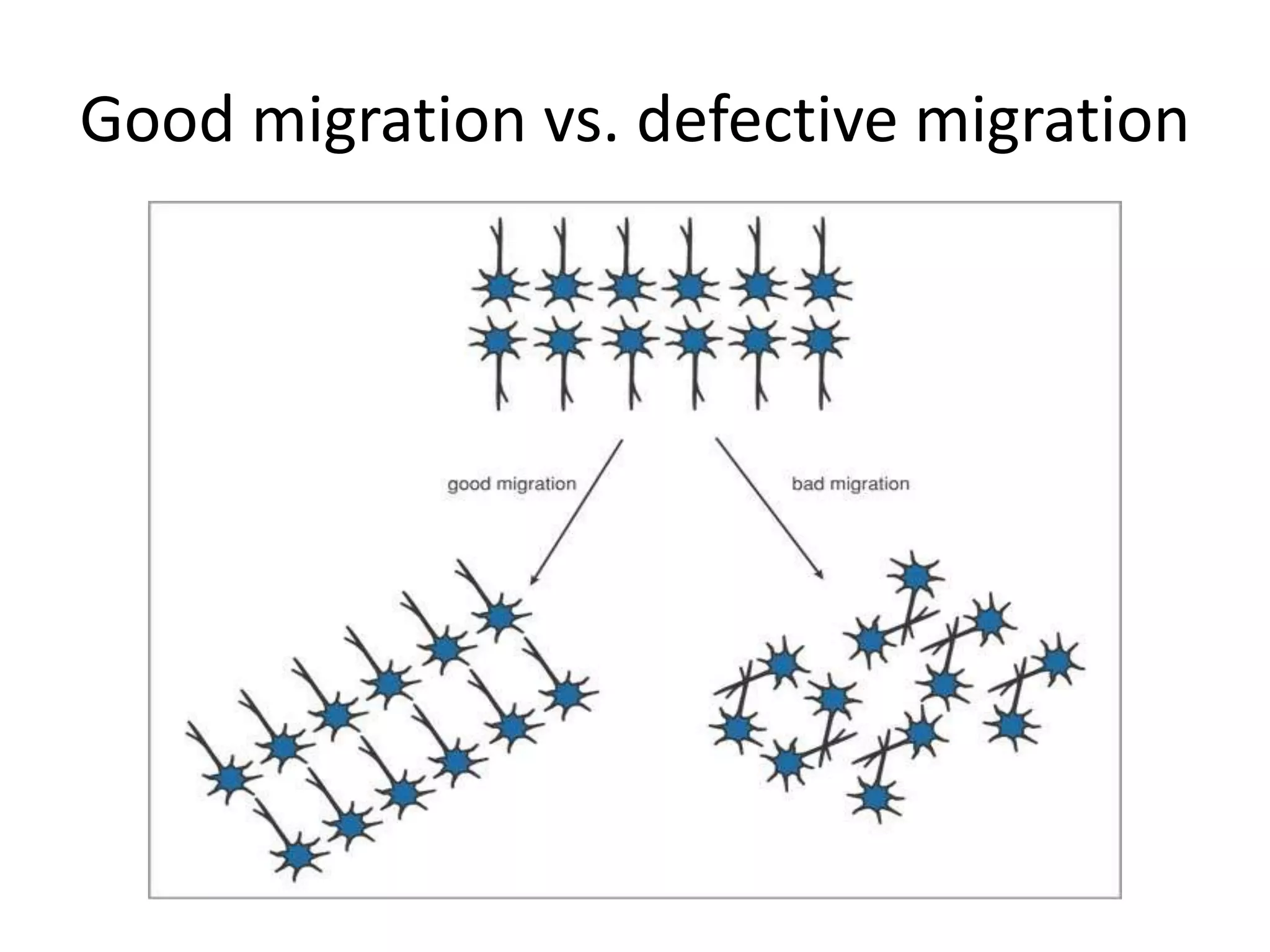 Good migration vs. defective migration
 