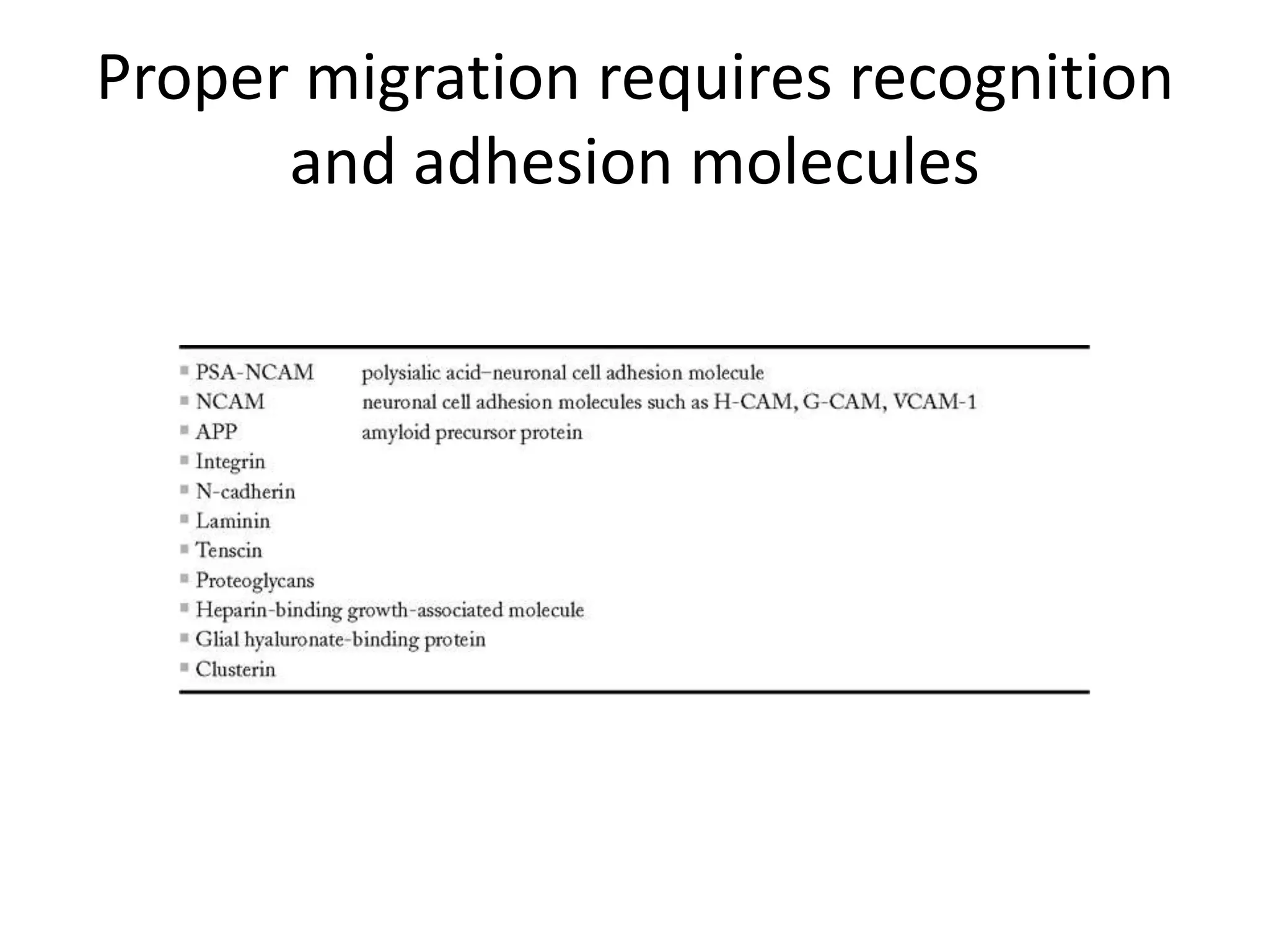 Proper migration requires recognition
      and adhesion molecules
 