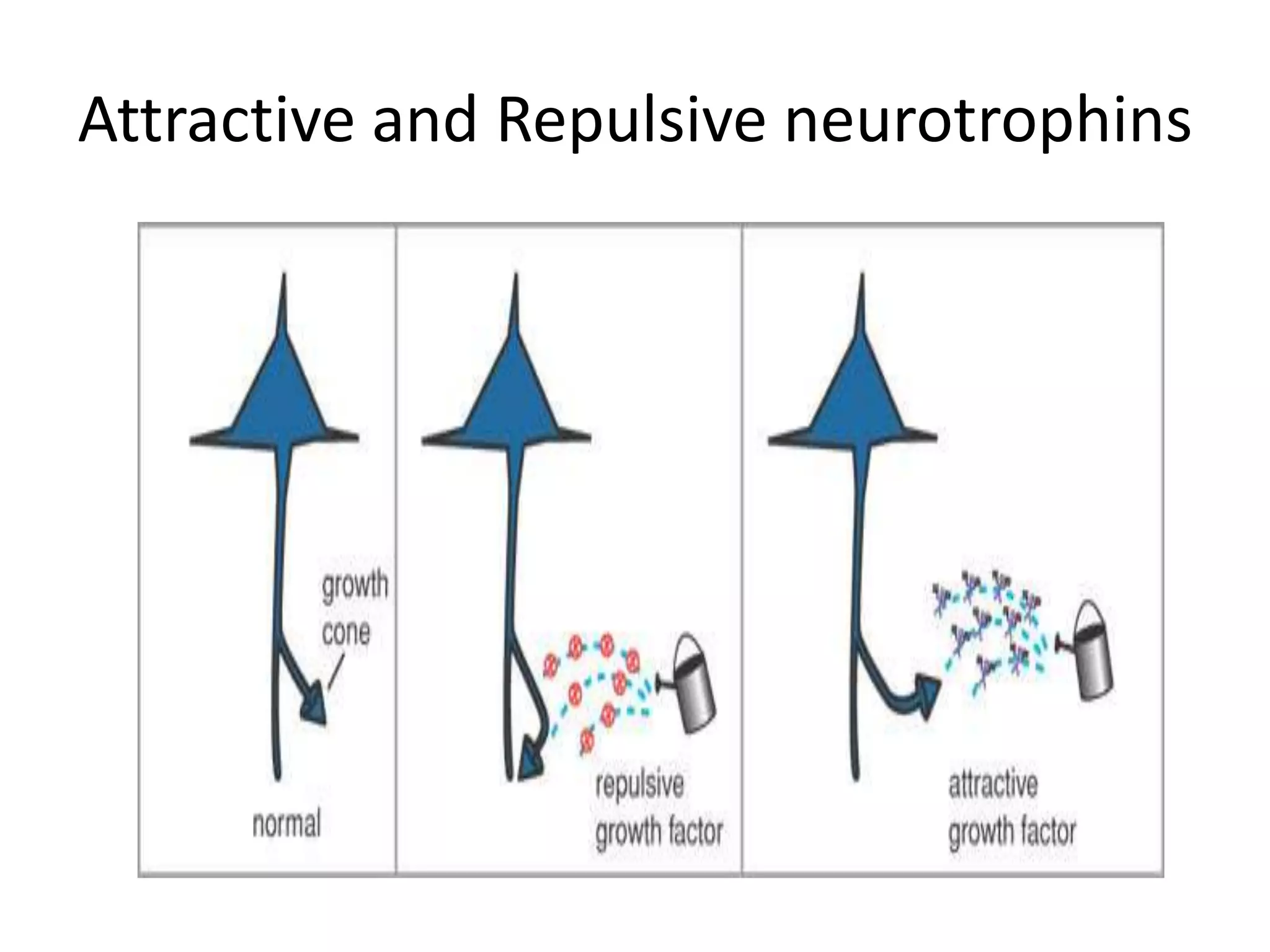 Attractive and Repulsive neurotrophins
 