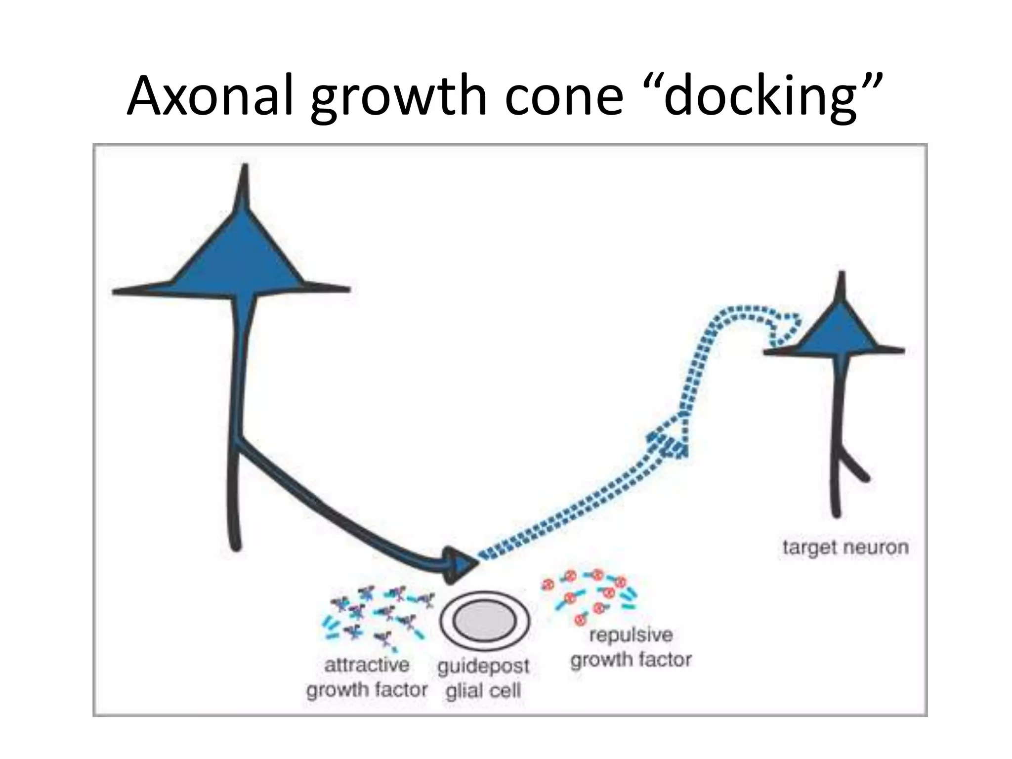 Axonal growth cone “docking”
 