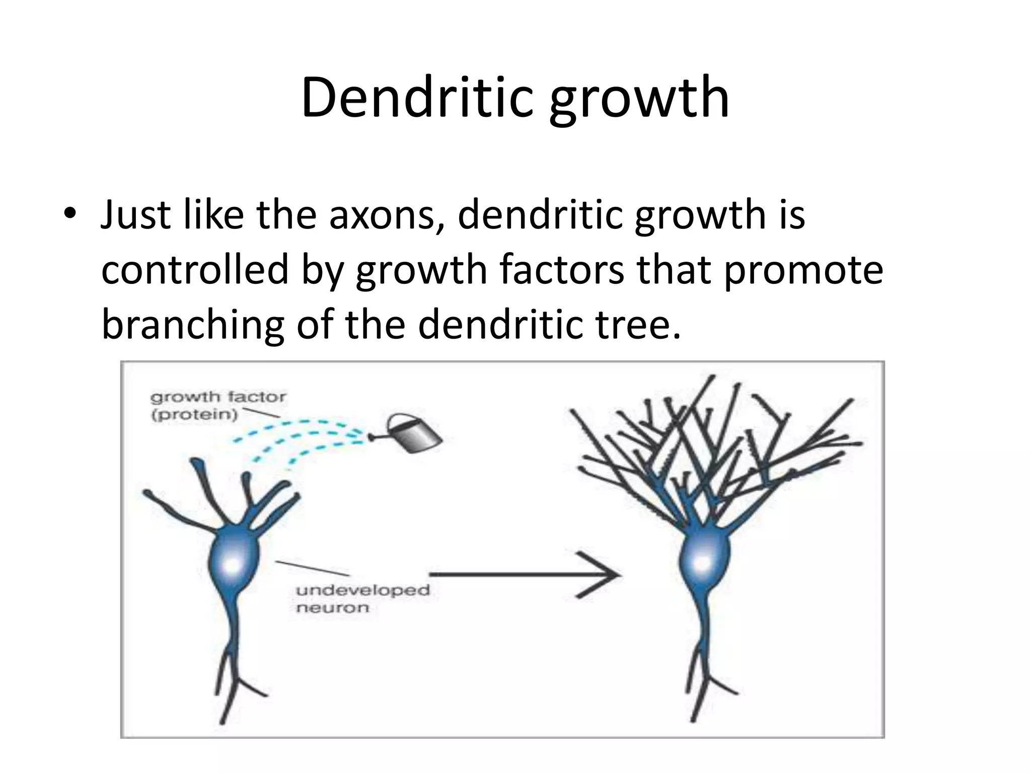 Dendritic growth
• Just like the axons, dendritic growth is
  controlled by growth factors that promote
  branching of the dendritic tree.
 